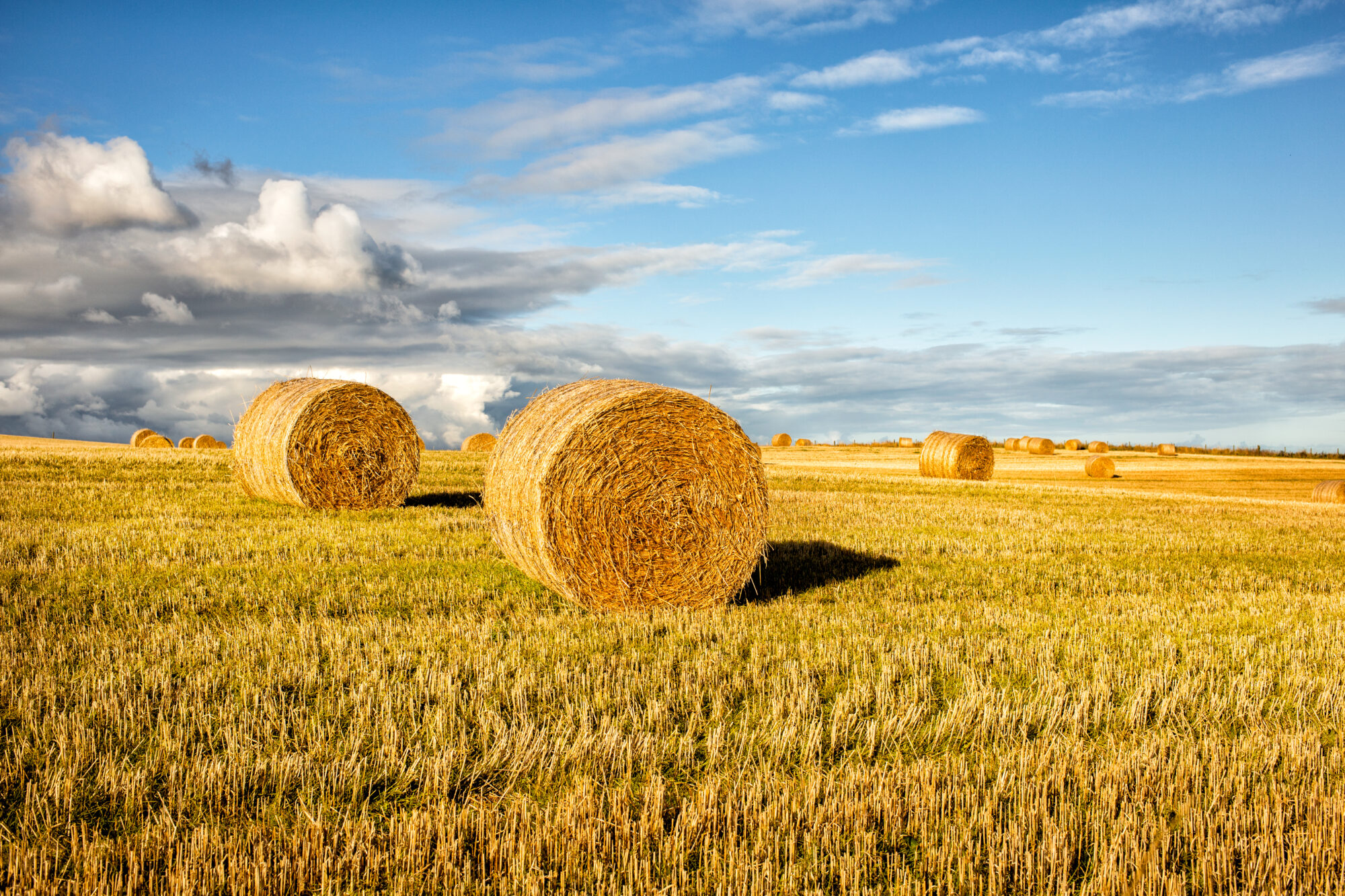 round yellow straw bales in a cut field in summer with a blue sky