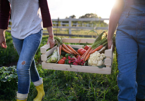 An unrecognizable female farmers carrying crate with homegrown vegetables outdoors at community farm.